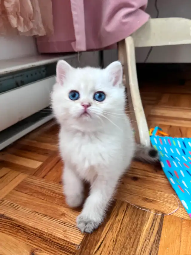 British shorthair Colorpoint kitten with deep vivid blue eyes