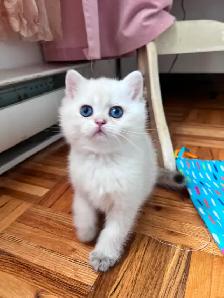 British shorthair Colorpoint kitten with deep vivid blue eyes