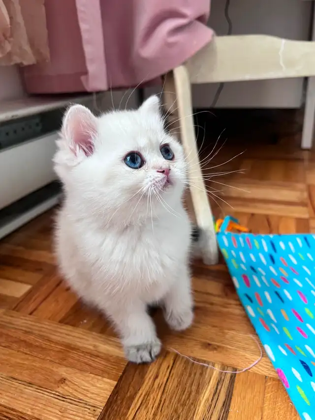 British shorthair Colorpoint kitten with deep vivid blue eyes - Photo 2