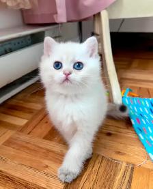 British shorthair Colorpoint kitten with deep vivid blue eyes - Photo 3