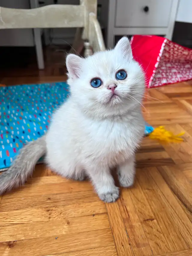 British shorthair Colorpoint kitten with deep vivid blue eyes - Photo 4