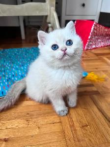 British shorthair Colorpoint kitten with deep vivid blue eyes - Photo 4