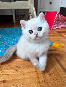 British shorthair Colorpoint kitten with deep vivid blue eyes - Photo 5