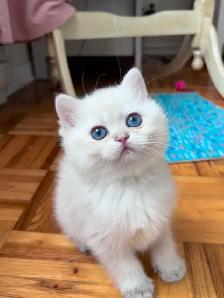 British shorthair Colorpoint kitten with deep vivid blue eyes - Photo 7
