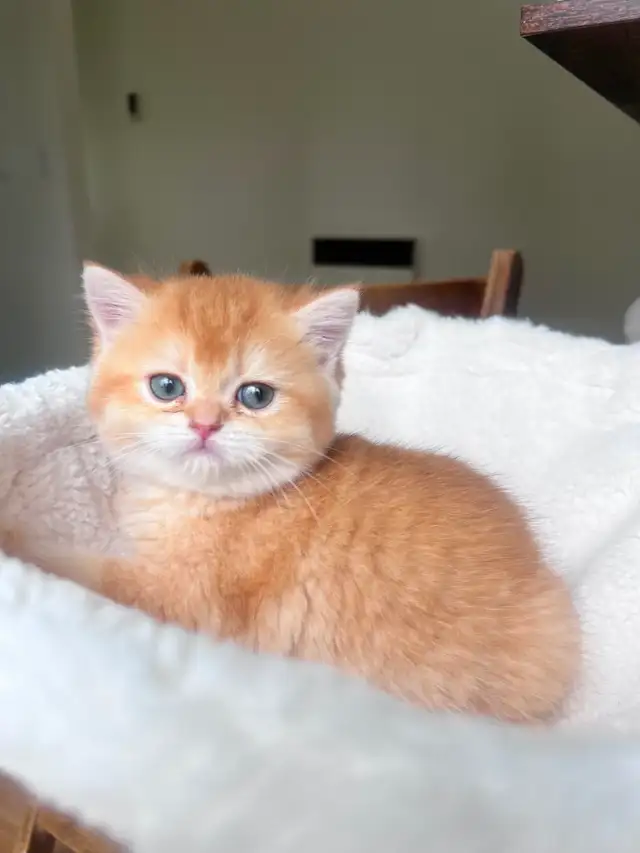Luxury British Shorthair Kitten / Chocolate Golden Chinchill boy