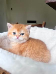 Luxury British Shorthair Kitten / Chocolate Golden Chinchill boy