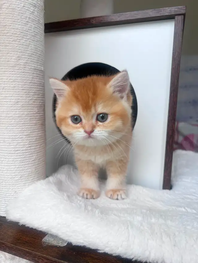 Luxury British Shorthair Kitten / Chocolate Golden Chinchill boy - Photo 2