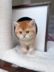 Luxury British Shorthair Kitten / Chocolate Golden Chinchill boy - Photo 2