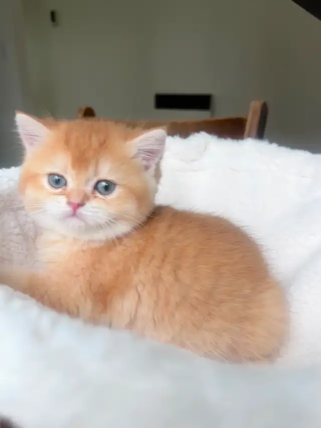 Luxury British Shorthair Kitten / Chocolate Golden Chinchill boy - Photo 4