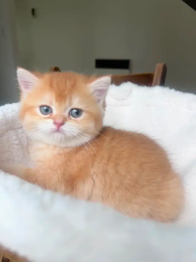 Luxury British Shorthair Kitten / Chocolate Golden Chinchill boy - Photo 5