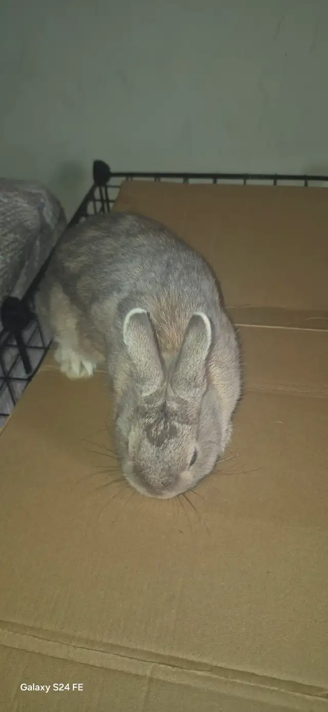 Netherland Dwarf rabbit