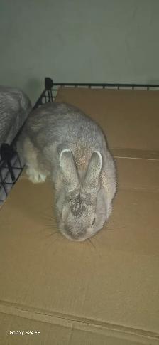 Netherland Dwarf rabbit