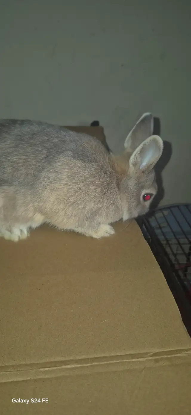 Netherland Dwarf rabbit - Photo 2