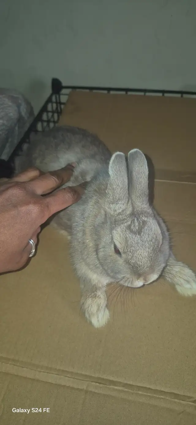 Netherland Dwarf rabbit - Photo 3