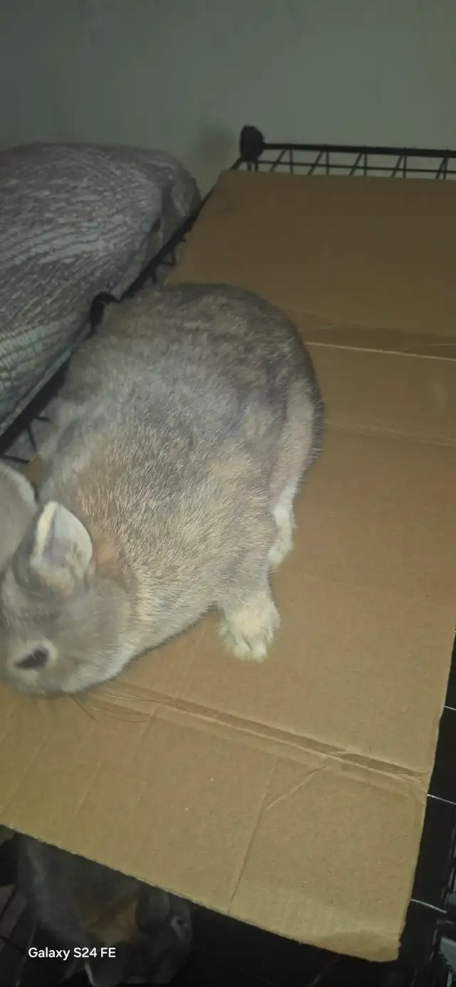 Netherland Dwarf rabbit - Photo 4