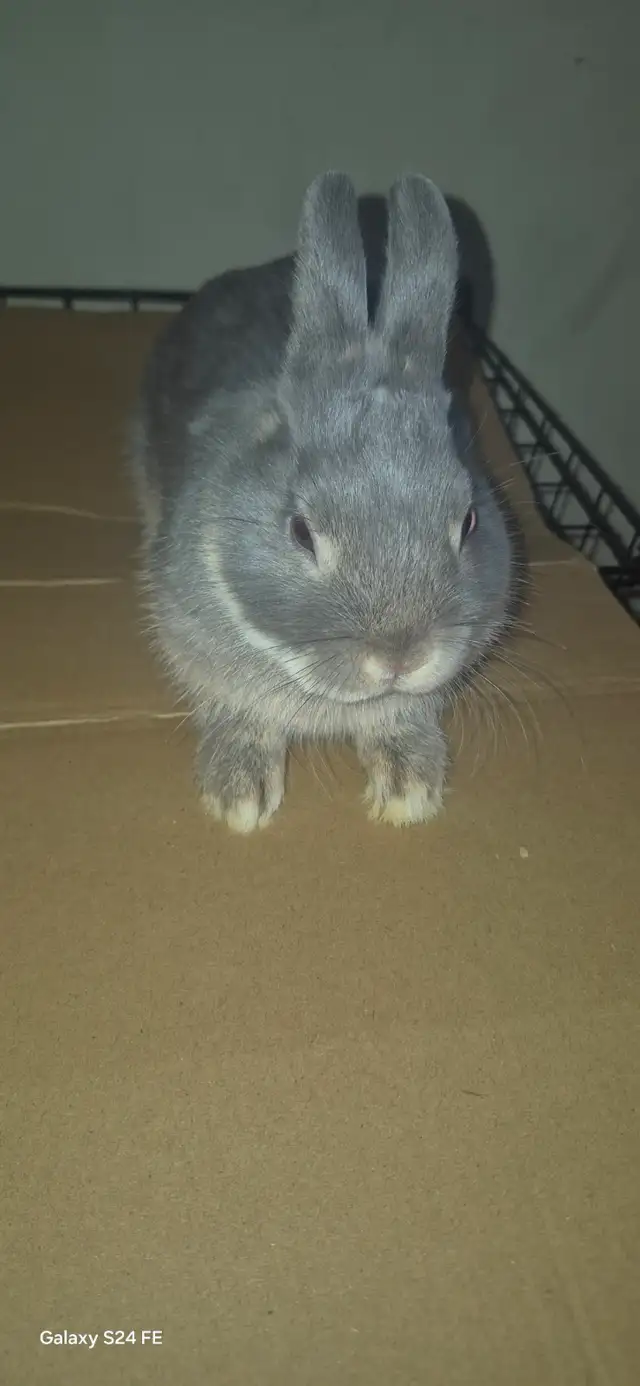 Netherland Dwarf rabbit - Photo 5