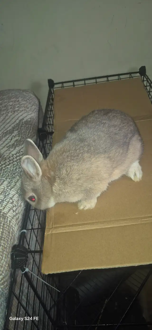 Netherland Dwarf rabbit - Photo 6