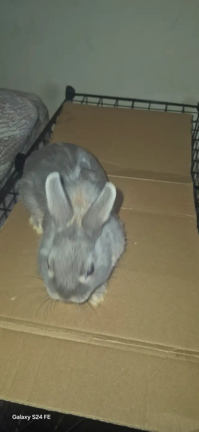 Netherland Dwarf rabbit - Photo 7