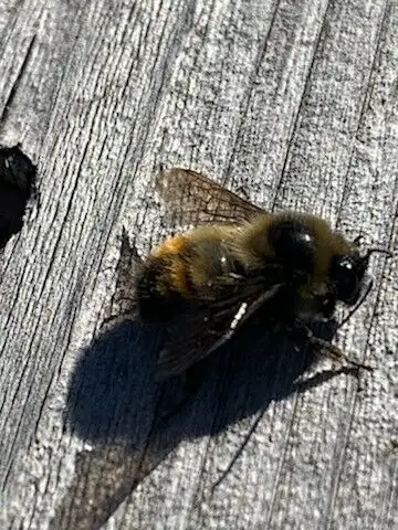 Pest control: Wasp, Hornet and Honeybee removal service - Photo 2
