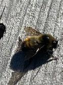 Pest control: Wasp, Hornet and Honeybee removal service - Photo 2