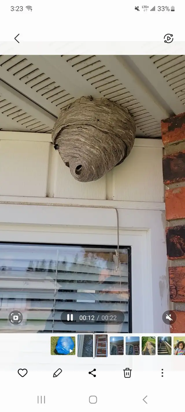 Pest control: Wasp, Hornet and Honeybee removal service - Photo 3