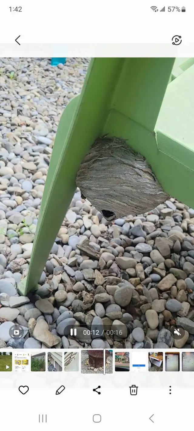 Pest control: Wasp, Hornet and Honeybee removal service - Photo 4