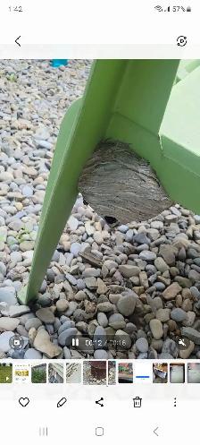 Pest control: Wasp, Hornet and Honeybee removal service - Photo 4