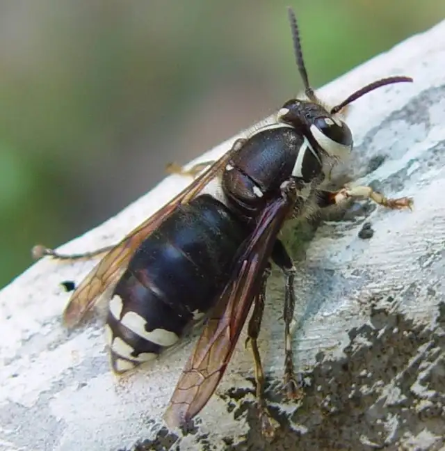 Pest control: Wasp, Hornet and Honeybee removal service - Photo 5