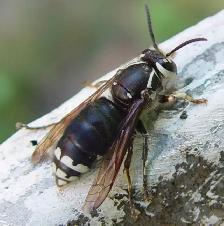 Pest control: Wasp, Hornet and Honeybee removal service - Photo 5