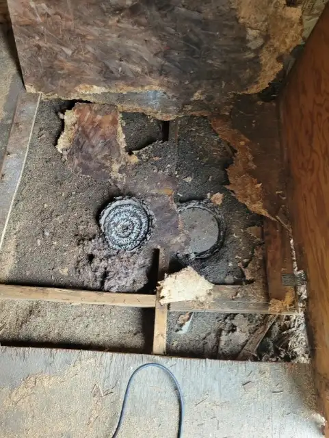 Pest control: Wasp, Hornet and Honeybee removal service - Photo 6