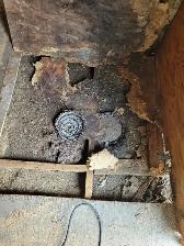 Pest control: Wasp, Hornet and Honeybee removal service - Photo 6