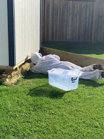 Pest control: Wasp, Hornet and Honeybee removal service - Photo 7