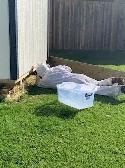 Pest control: Wasp, Hornet and Honeybee removal service - Photo 7