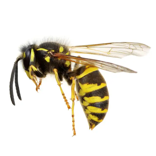 Pest control: Wasp, Hornet and Honeybee removal service - Photo 8