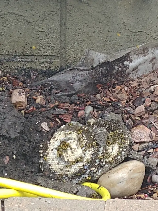 Pest control: Wasp, Hornet and Honeybee removal service - Photo 9