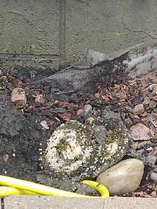 Pest control: Wasp, Hornet and Honeybee removal service - Photo 9