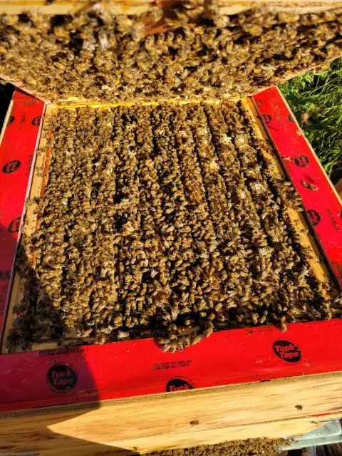 Pest control: Wasp, Hornet and Honeybee removal service - Photo 10