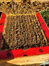 Pest control: Wasp, Hornet and Honeybee removal service - Photo 10