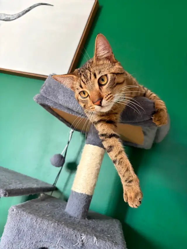 Young Male Tabby Cat