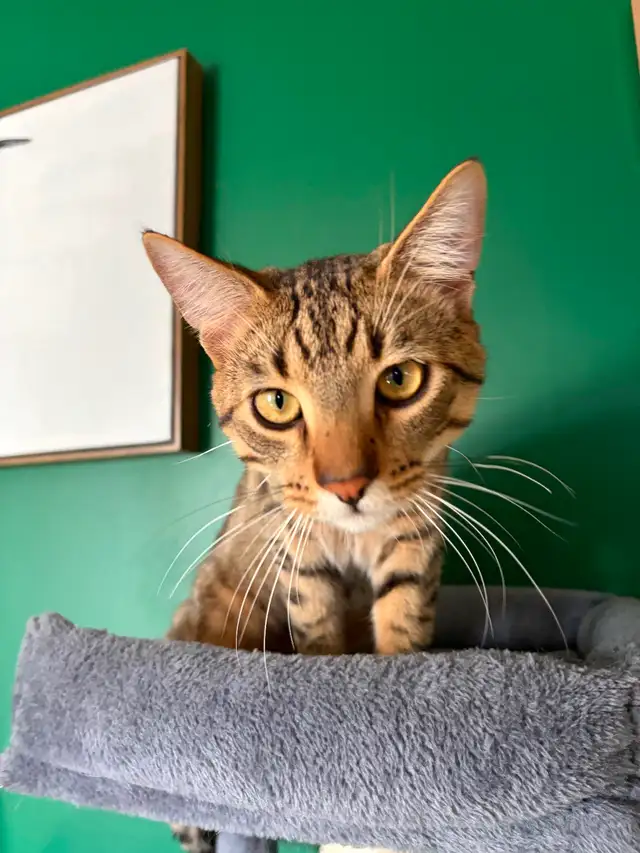 Young Male Tabby Cat - Photo 2