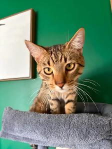 Young Male Tabby Cat - Photo 2
