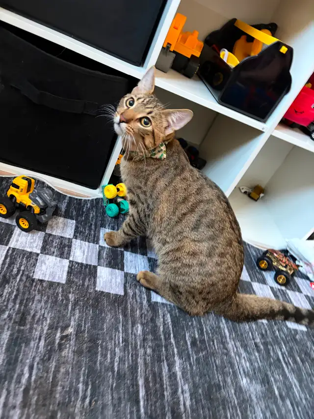 Young Male Tabby Cat - Photo 3