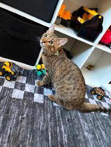 Young Male Tabby Cat - Photo 3
