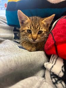 Young Male Tabby Cat - Photo 5