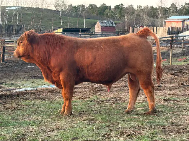 Yearling Simmental Bulls for Sale