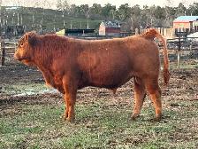 Yearling Simmental Bulls for Sale