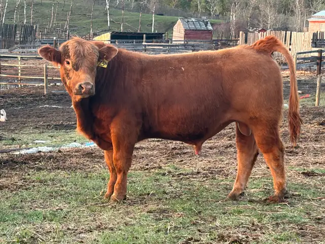 Yearling Simmental Bulls for Sale - Photo 2