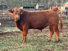 Yearling Simmental Bulls for Sale - Photo 2