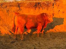 Yearling Simmental Bulls for Sale - Photo 3