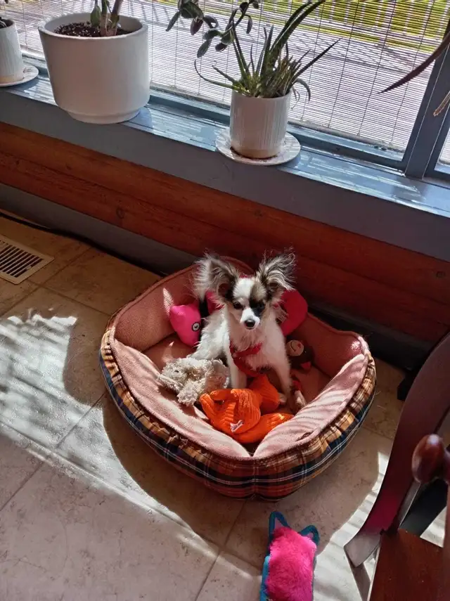 Papillon Puppies, Females